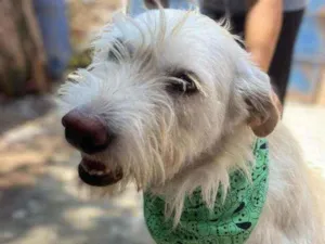 Cachorro raça Mix poodle idade 4 anos nome Jinny