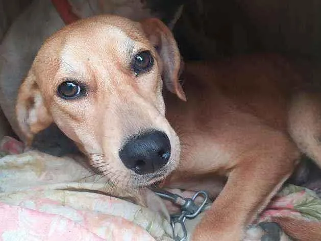 Cachorro ra a Vira Lata idade 7 a 11 meses nome Sem nome 