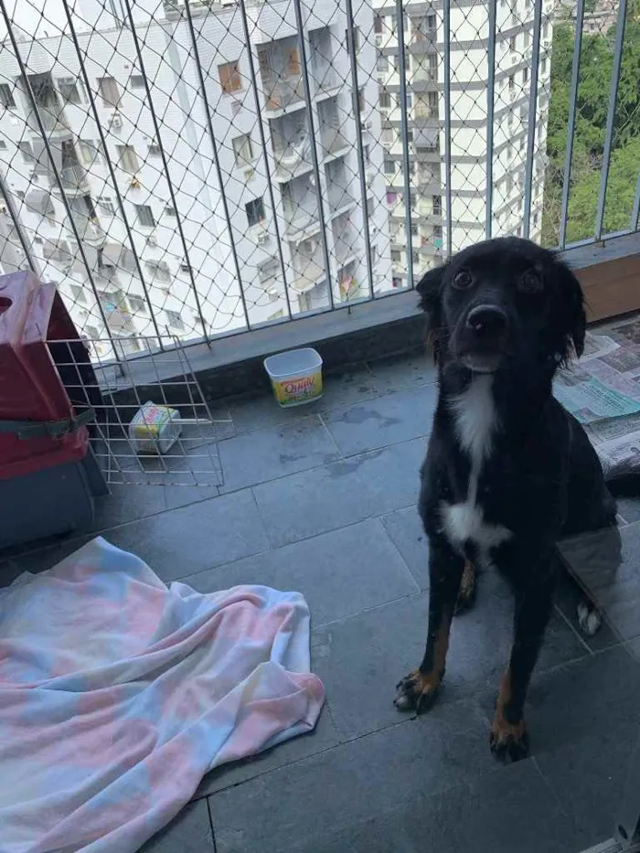 Cachorro ra a Vira lata  idade 7 a 11 meses nome Sem Nome