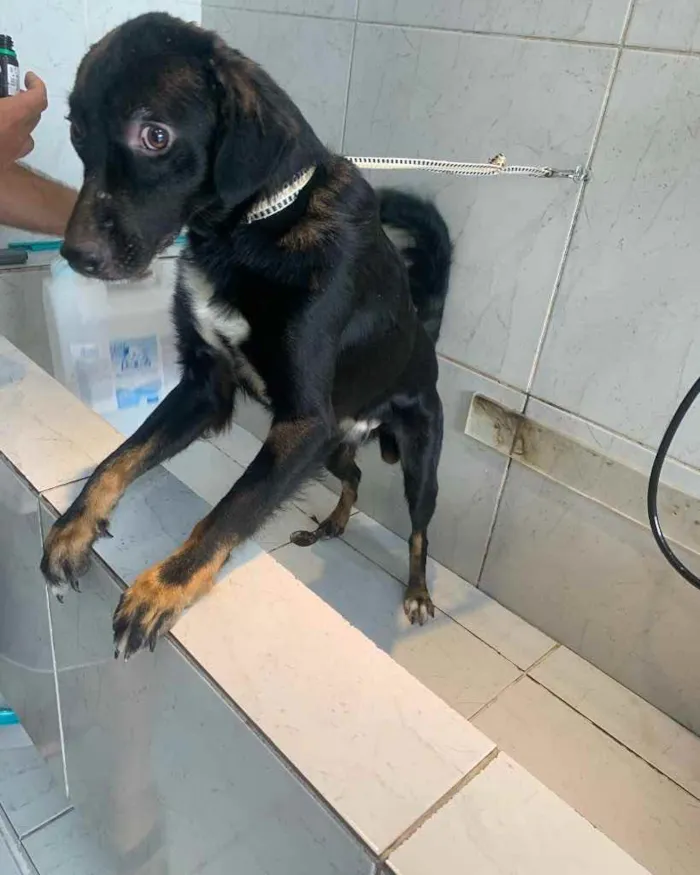 Cachorro ra a Vira lata  idade 7 a 11 meses nome Sem Nome