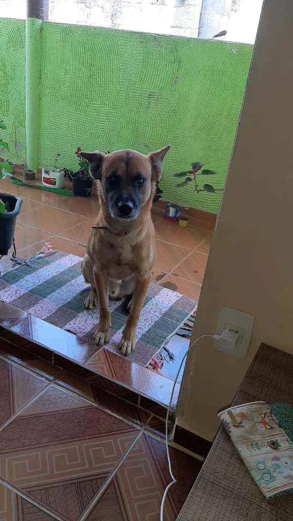 Cachorro ra a Labrador com pastor alemão idade 4 anos nome Bethoven