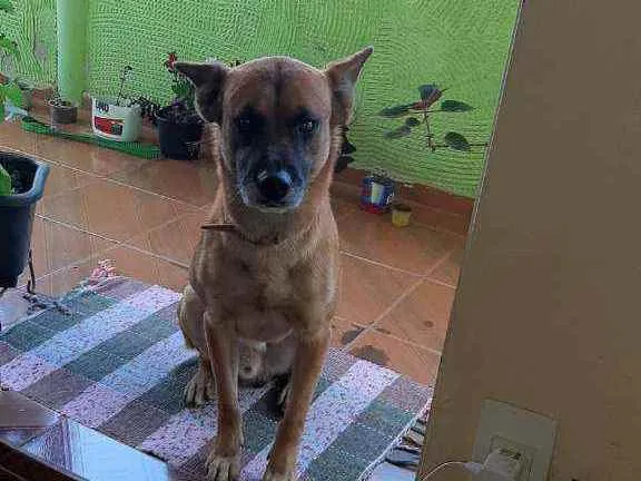 Cachorro ra a Labrador com pastor alemão idade 4 anos nome Bethoven