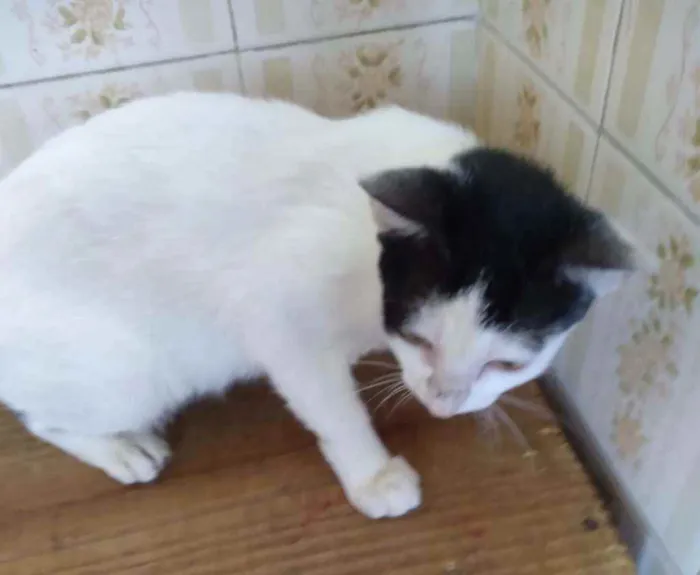 Gato raça SRD idade 2 a 6 meses nome Mary