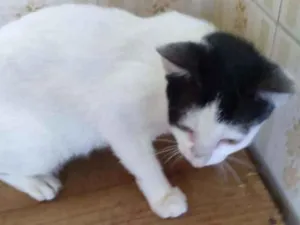 Gato raça SRD idade 2 a 6 meses nome Mary