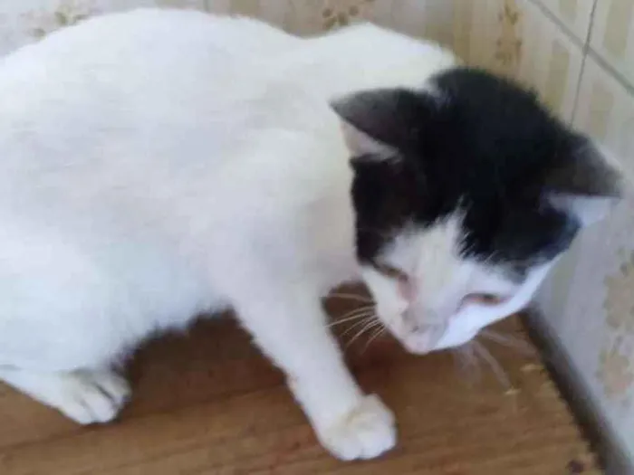 Gato raça SRD idade 2 a 6 meses nome Mary