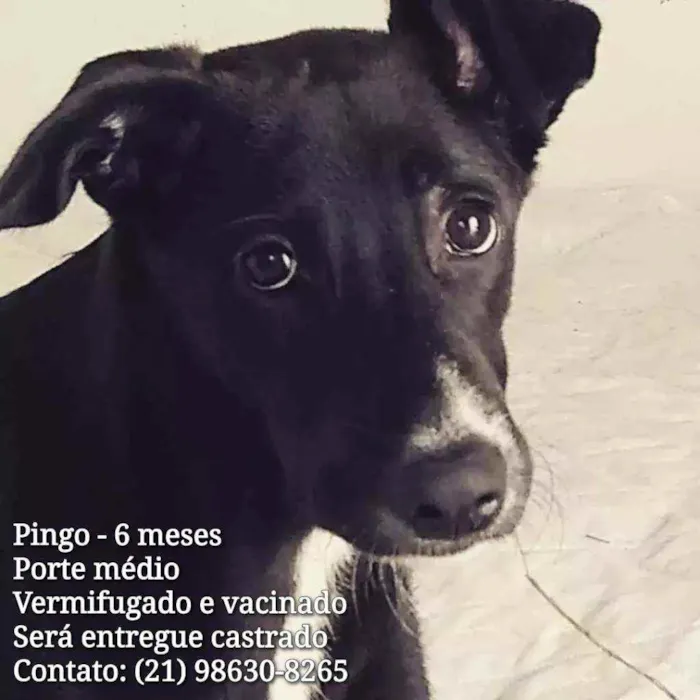 Cachorro ra a Sem Raça Definida idade 2 a 6 meses nome Pingo