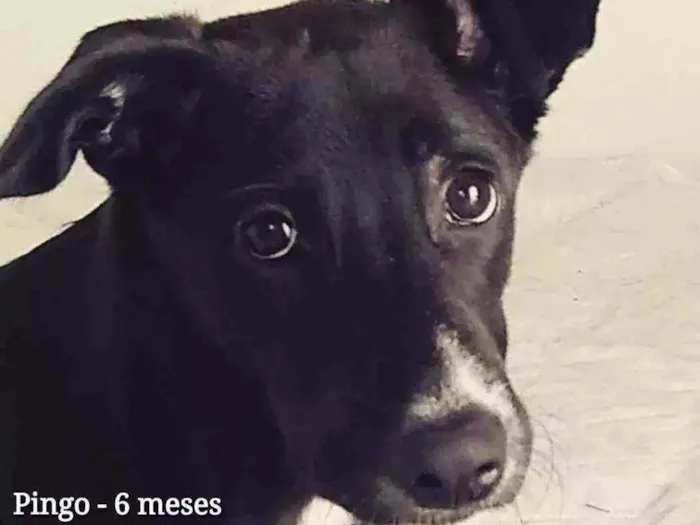 Cachorro ra a Sem Raça Definida idade 2 a 6 meses nome Pingo