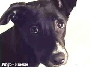 Cachorro raça Sem Raça Definida idade 2 a 6 meses nome Pingo