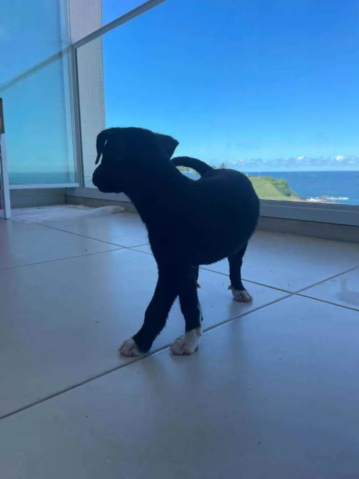 Cachorro raça Sem Raça Definida idade Abaixo de 2 meses nome Bali