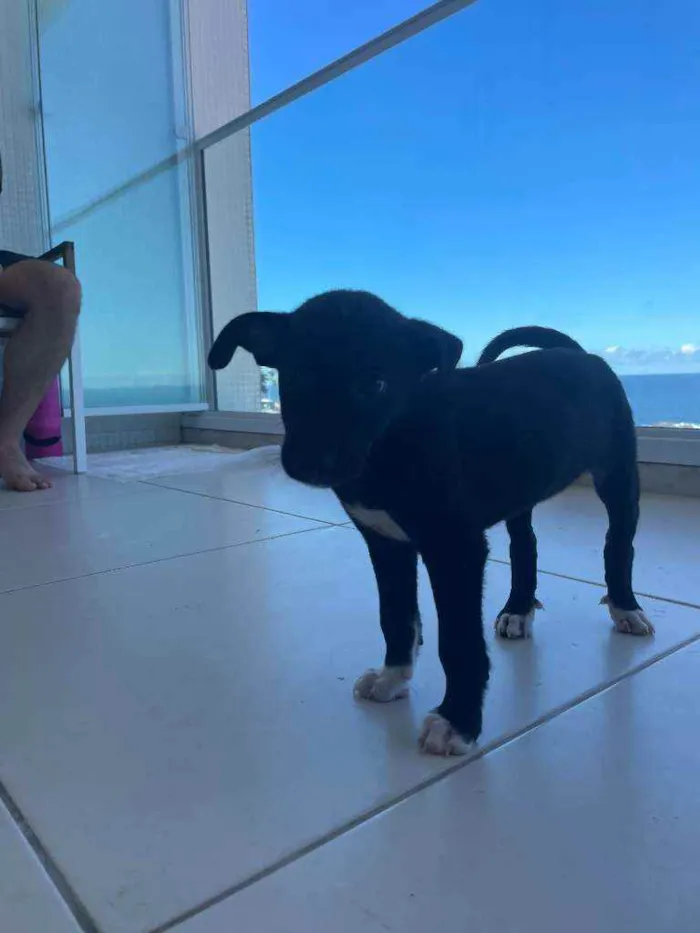 Cachorro raça Sem Raça Definida idade Abaixo de 2 meses nome Bali
