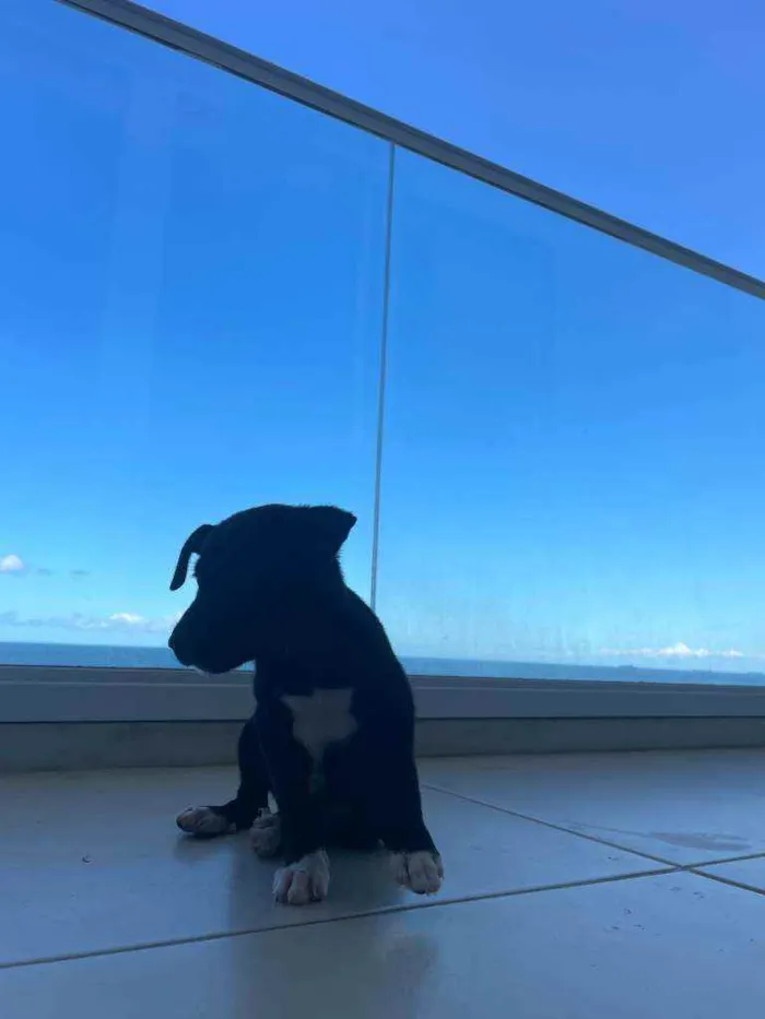 Cachorro raça Sem Raça Definida idade Abaixo de 2 meses nome Bali