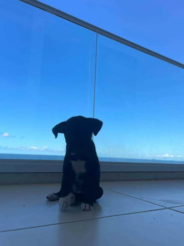 Cachorro raça Sem Raça Definida idade Abaixo de 2 meses nome Bali