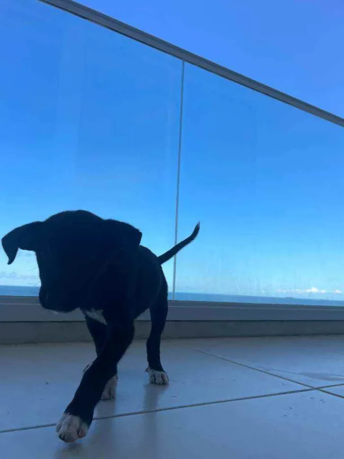 Cachorro raça Sem Raça Definida idade Abaixo de 2 meses nome Bali