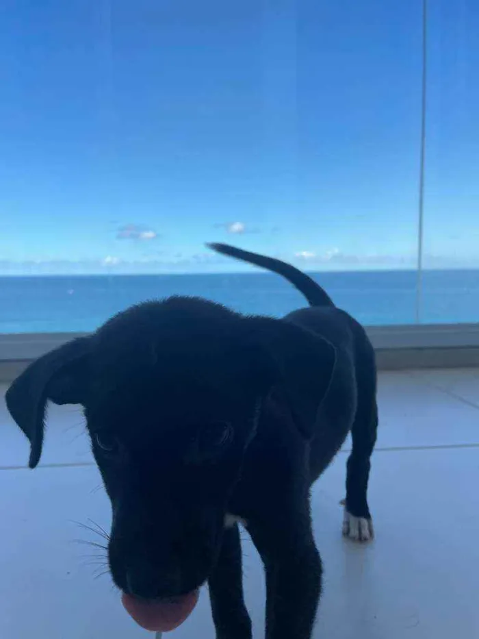 Cachorro raça Sem Raça Definida idade Abaixo de 2 meses nome Bali