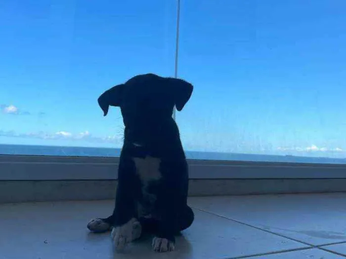 Cachorro raça Sem Raça Definida idade Abaixo de 2 meses nome Bali