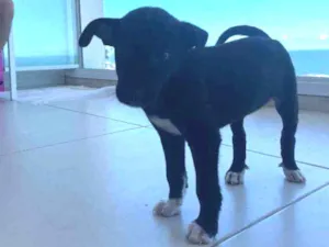 Cachorro raça Sem Raça Definida idade Abaixo de 2 meses nome Bali