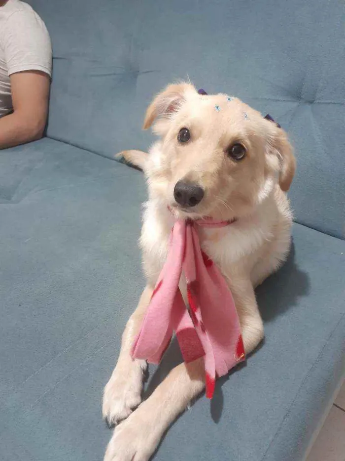 Cachorro raça SRD idade 2 anos nome Debra