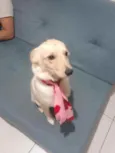 Cachorro raça SRD idade 2 anos nome Debra