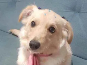 Cachorro raça SRD idade 2 anos nome Debra