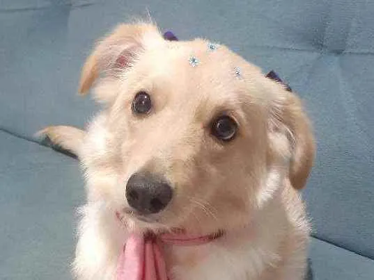 Cachorro raça SRD idade 2 anos nome Debra