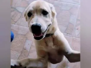 Cachorro raça Labrador idade 2 a 6 meses nome Sky