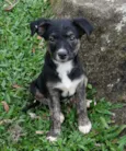 Cachorro ra a Srd idade 2 a 6 meses nome Fred, Barney e Pedri