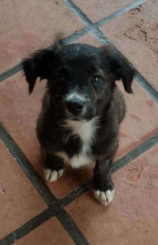 Cachorro ra a Srd idade 2 a 6 meses nome Fred, Barney e Pedri