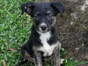 Cachorro ra a Srd idade 2 a 6 meses nome Fred, Barney e Pedri