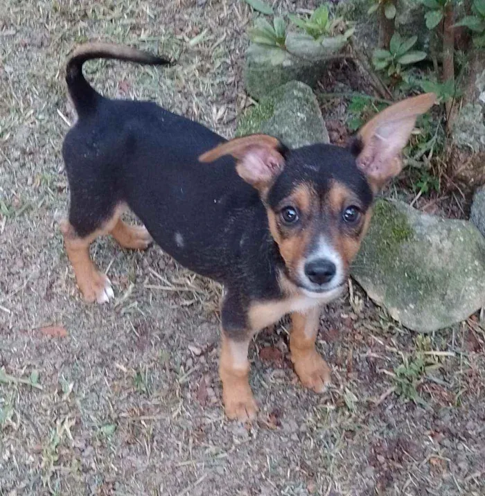 Cachorro ra a Srd idade 2 a 6 meses nome Lola Lua e Lana