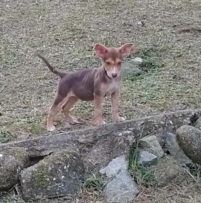 Cachorro ra a Srd idade 2 a 6 meses nome Lola Lua e Lana
