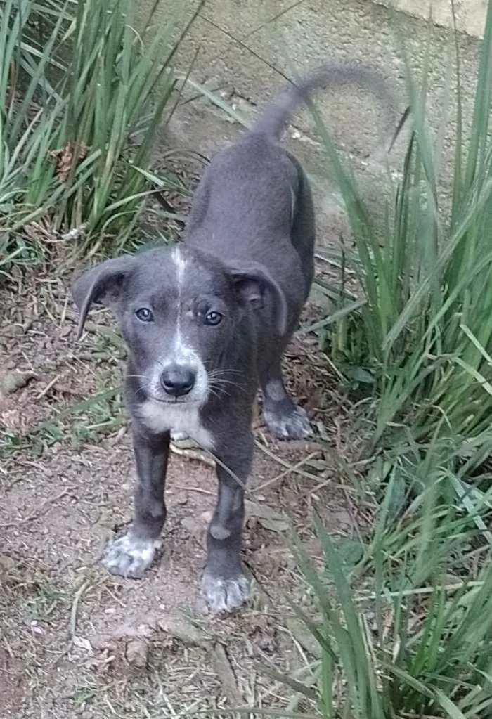 Cachorro ra a Srd idade 2 a 6 meses nome Lola Lua e Lana