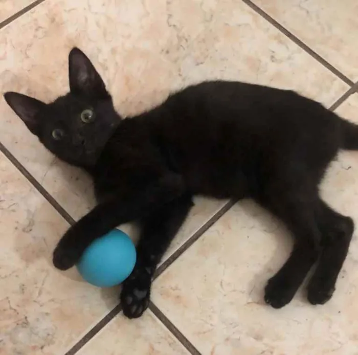 Gato ra a srd idade 2 a 6 meses nome ÓRION