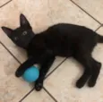 ÓRION