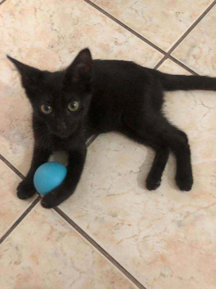 Gato ra a srd idade 2 a 6 meses nome ÓRION
