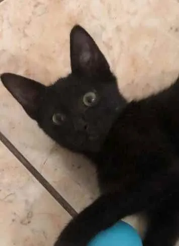 Gato ra a srd idade 2 a 6 meses nome ÓRION