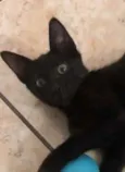 ÓRION