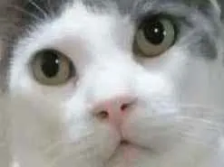 Gato ra a Srd idade 2 anos nome John