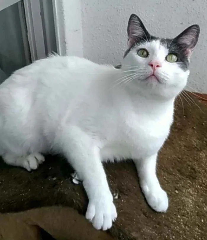 Gato raça srd bicolor idade 2 anos nome JOHN