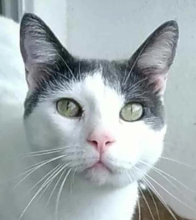 Gato raça srd bicolor idade 2 anos nome JOHN