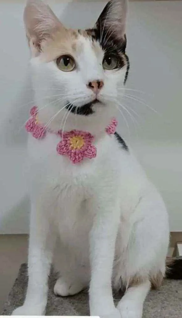 Gato raça Srd idade 7 a 11 meses nome Clarinha