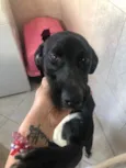 Cachorro raça SRD idade 1 ano nome Lia 