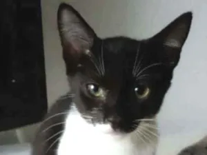 Gato raça srd frajolinha  idade 2 a 6 meses nome LORD
