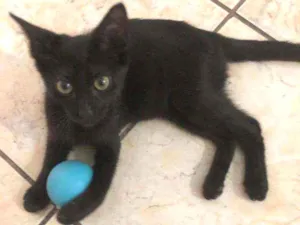Gato raça srd idade 2 a 6 meses nome ÓRION