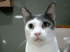 Gato raça Srd idade 2 anos nome John