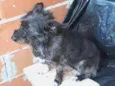 Cacá Lobinha Pérola