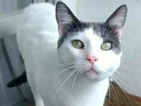 Gato raça srd bicolor idade 2 anos nome JOHN