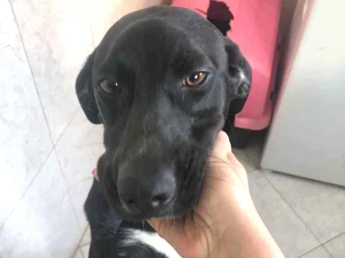 Cachorro raça SRD idade 1 ano nome Lia 