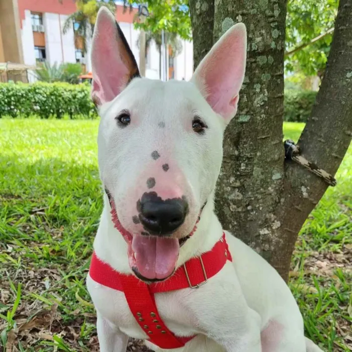 Cachorro ra a Bull Terriee idade 1 ano nome Björn
