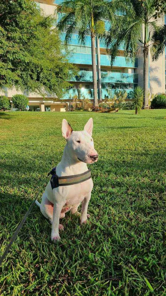 Cachorro ra a Bull Terriee idade 1 ano nome Björn