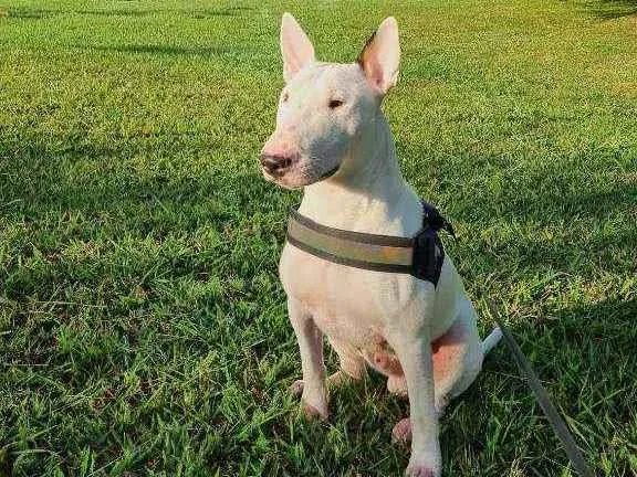 Cachorro ra a Bull Terriee idade 1 ano nome Björn